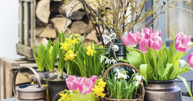 Nunca regales esta planta: atrae el fracaso y las peleas