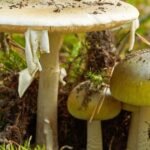 Muertes por setas venenosas: por qué la “death cap” es una de las más peligrosas del mundo