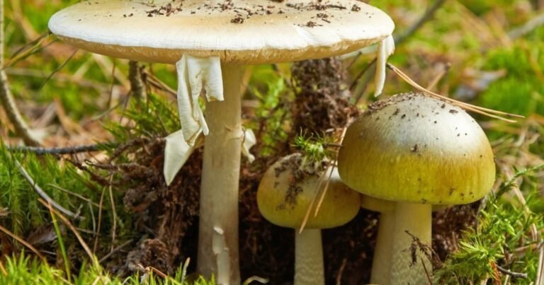 Muertes por setas venenosas: por qué la “death cap” es una de las más peligrosas del mundo