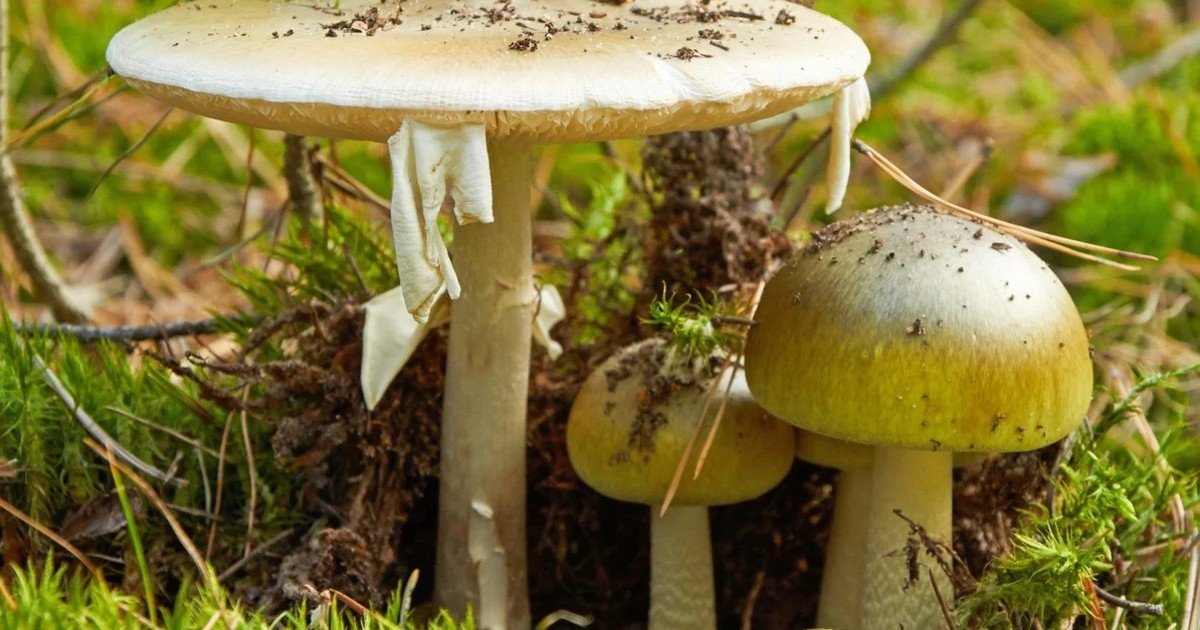 Muertes por setas venenosas: por qué la “death cap” es una de las más peligrosas del mundo