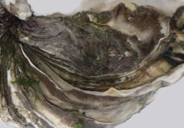 Una ostra invasora estaba destruyendo playas y ecosistemas bonaerenses: ahora el CONICET la está convirtiendo en la primera salsa argentina del molusco