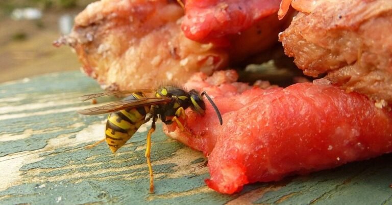 Cortaba un árbol sin saber que adentro había un panal avispas carnívoras: lo atacaron y murió