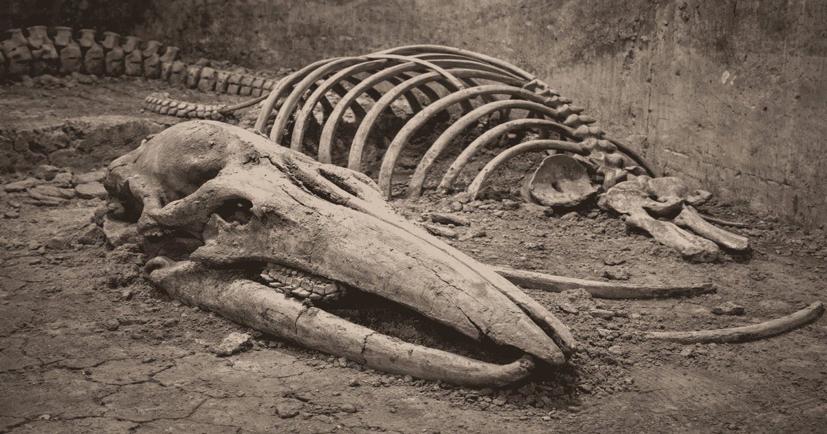 Guardaron huesos de "mamut" durante 70 años en un museo y resultaron ser de ballena: el misterio es cómo llegaron a 400 km de la costa