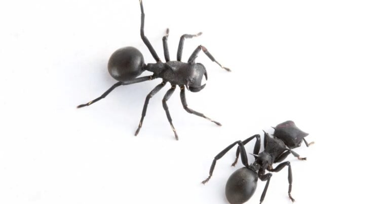 Encuentran una nueva especie de araña que imita a las hormigas, las engaña y convive con ellas para cazarlas: "Una depredadora única que se infiltra y mimetiza"
