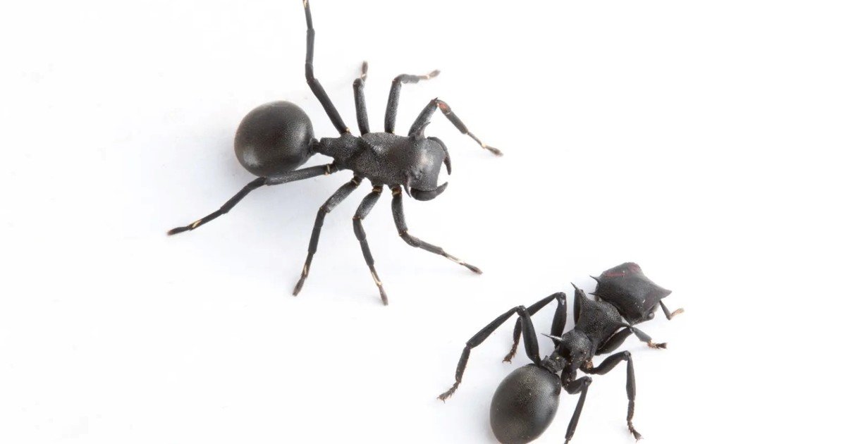 Encuentran una nueva especie de araña que imita a las hormigas, las engaña y convive con ellas para cazarlas: "Una depredadora única que se infiltra y mimetiza"