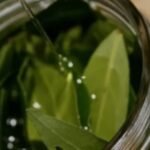 Hervir hojas de laurel en casa: por qué lo recomiendan y cuáles son sus beneficios