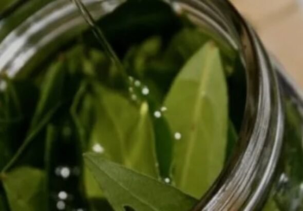 Hervir hojas de laurel en casa: por qué lo recomiendan y cuáles son sus beneficios