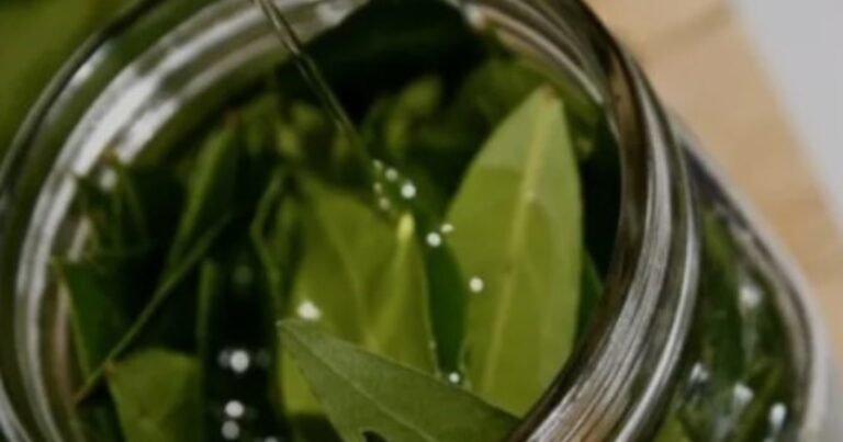 Hervir hojas de laurel en casa: por qué lo recomiendan y cuáles son sus beneficios