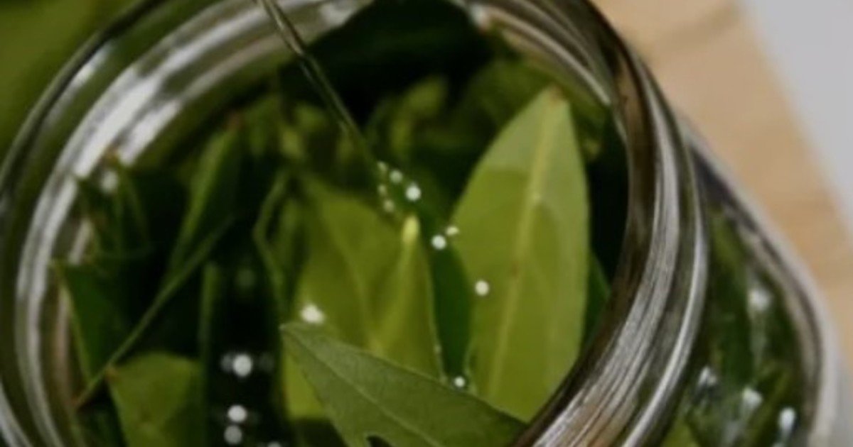 Hervir hojas de laurel en casa: por qué lo recomiendan y cuáles son sus beneficios