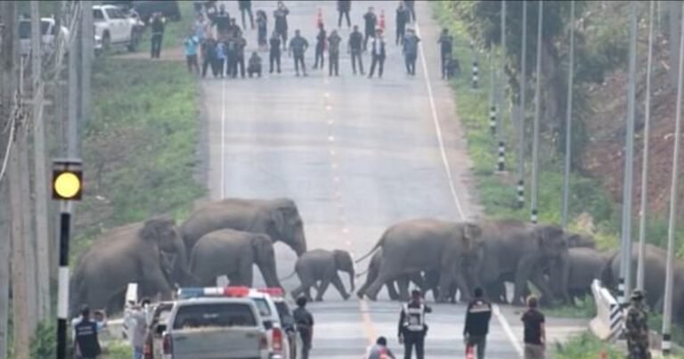 Momento único: cierran una ruta para que cruce una familia de 50 elefantes