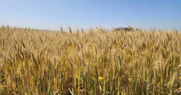 “El reconocimiento de la propiedad intelectual mejorará el acceso de los productores a las semillas”