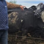 Apostó por una raza brasileña y en 5 años duplicó su rodeo, produce más y mejor leche e ingresó en el negocio de la carne