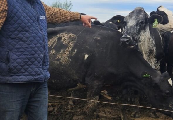 Apostó por una raza brasileña y en 5 años duplicó su rodeo, produce más y mejor leche e ingresó en el negocio de la carne