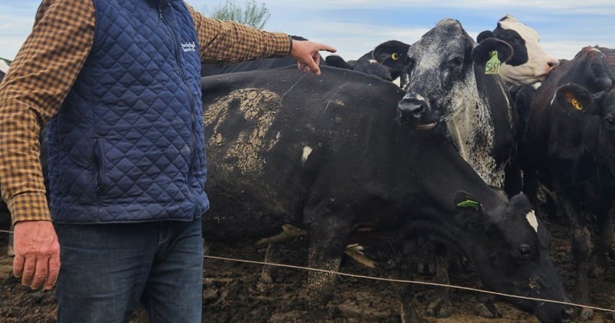 Apostó por una raza brasileña y en 5 años duplicó su rodeo, produce más y mejor leche e ingresó en el negocio de la carne