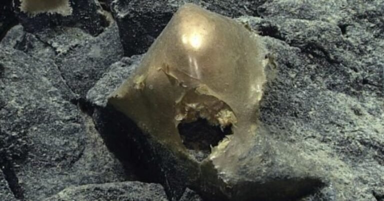 Después de más de dos años, resolvieron el misterio del "huevo dorado" hallado en las profundidades del océano