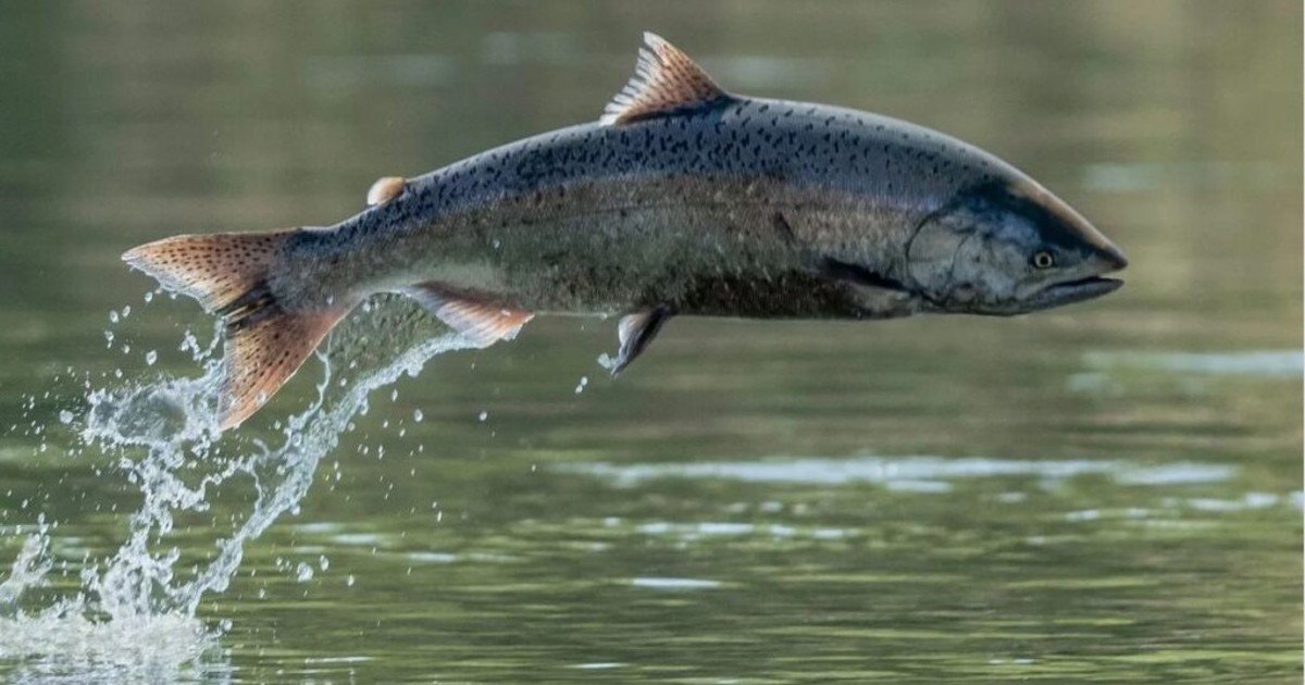 Científicos indican que los salmones nadan distancias más largas bajo los efectos de la cocaína