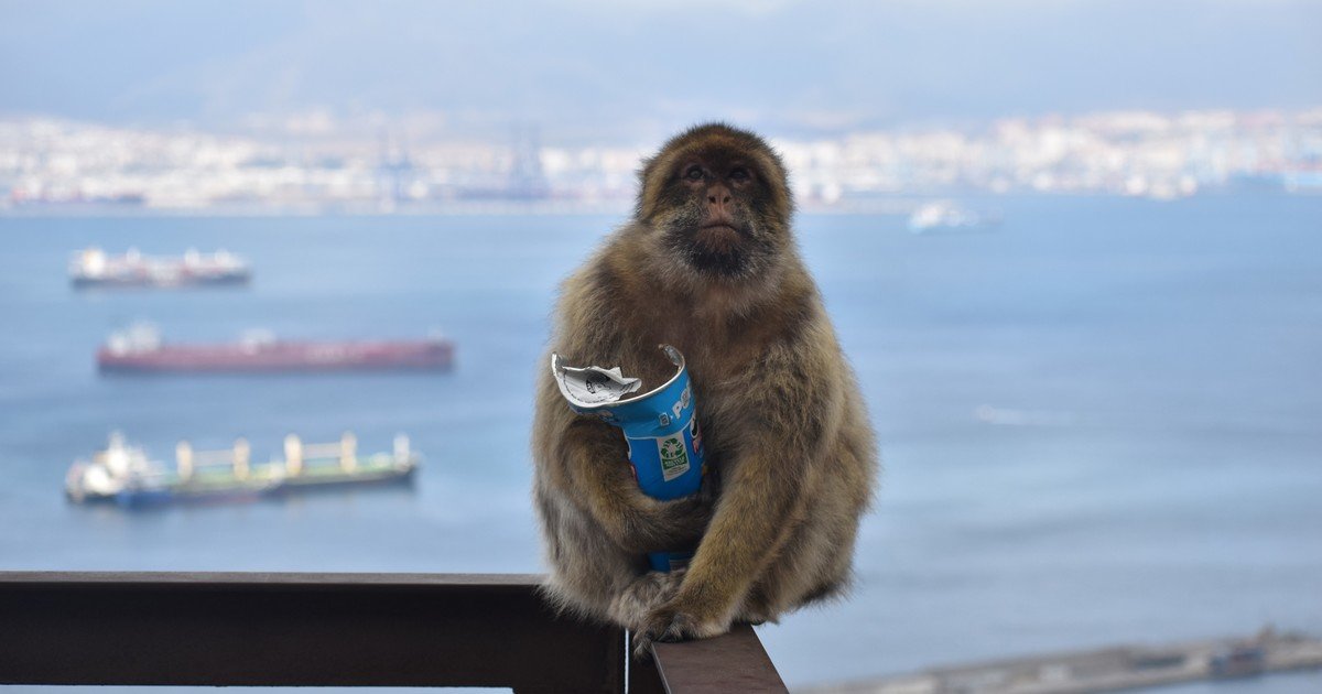 Los monos de Gibraltar comen tierra para purgar la comida chatarra que le dan los turistas