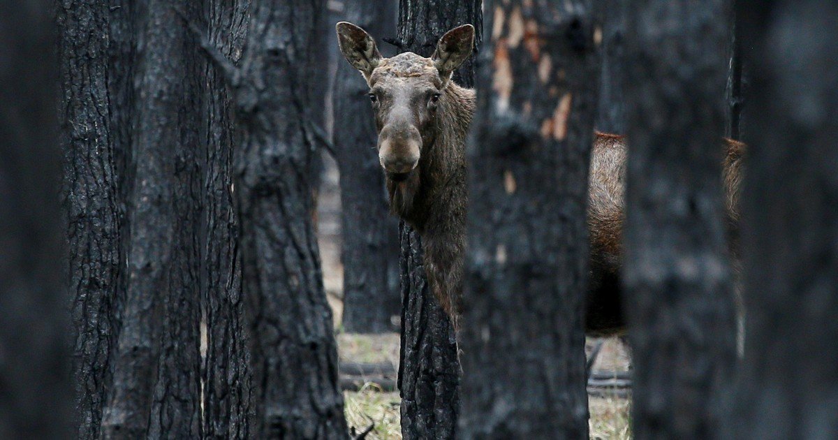 Nadie puede entrar, pero la vida salvaje volvió: qué pasó en las zonas prohibidas de Chernóbil y Corea