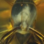 Descubren una especie de hormiga hallada en ámbar que tiene 16 millones de años