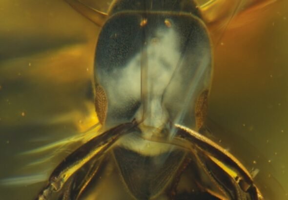 Descubren una especie de hormiga hallada en ámbar que tiene 16 millones de años
