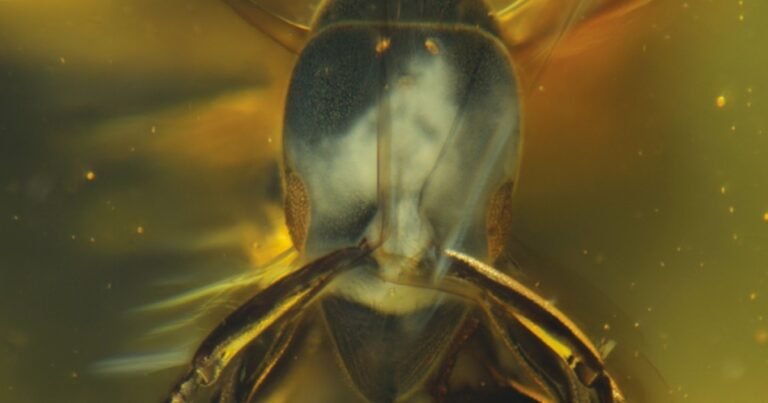 Descubren una especie de hormiga hallada en ámbar que tiene 16 millones de años