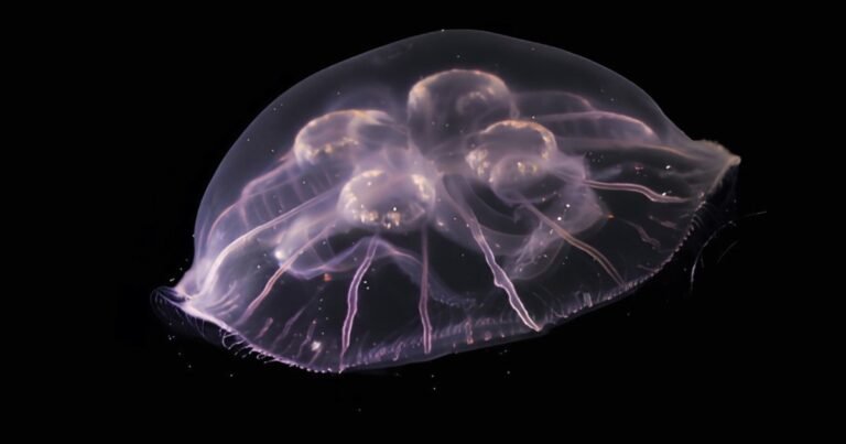 Descubrieron una nueva y fascinante especie de medusa luna