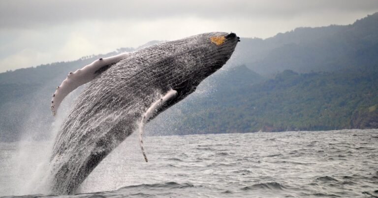 Científicos investigan la grabación más antigua del canto de una ballena: cuál es la revelación más importante