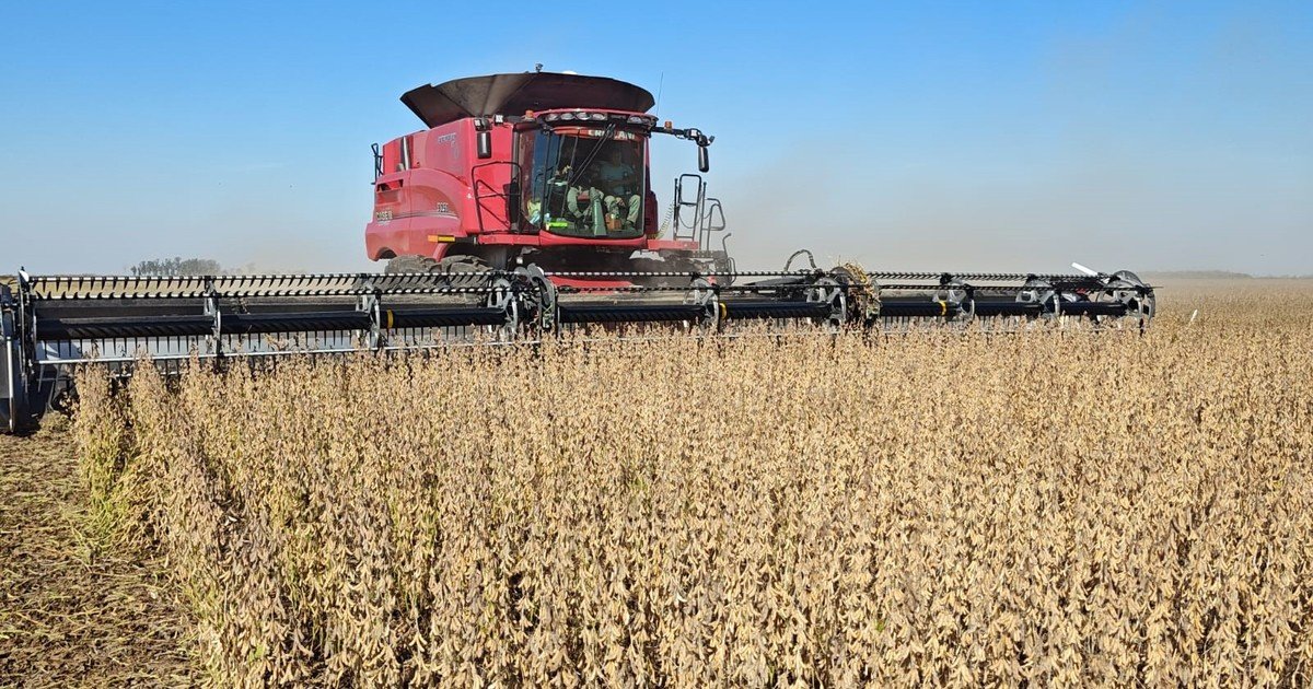 Ajustan a la baja el área sembrada con soja, pero elevan la estimación de producción por los buenos rindes