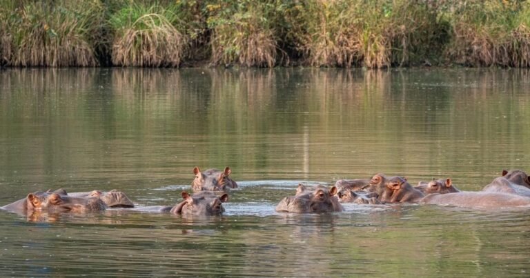 Un heredero multimillonario busca refugiar a los hipopótamos de Pablo Escobar para evitar que los sacrifiquen en Colombia