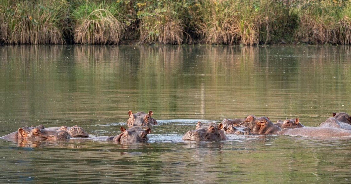 Un heredero multimillonario busca refugiar a los hipopótamos de Pablo Escobar para evitar que los sacrifiquen en Colombia