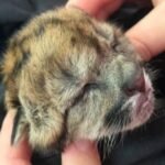 Atropellaron y mataron a una puma embarazada en Neuquén: sobrevivió un cachorro