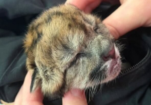 Atropellaron y mataron a una puma embarazada en Neuquén: sobrevivió un cachorro