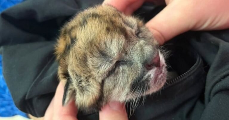 Atropellaron y mataron a una puma embarazada en Neuquén: sobrevivió un cachorro