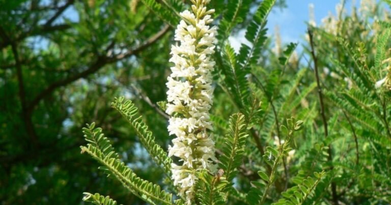 Palo azul: cómo consumir esta planta y qué beneficios tiene para la artrosis y los riñones