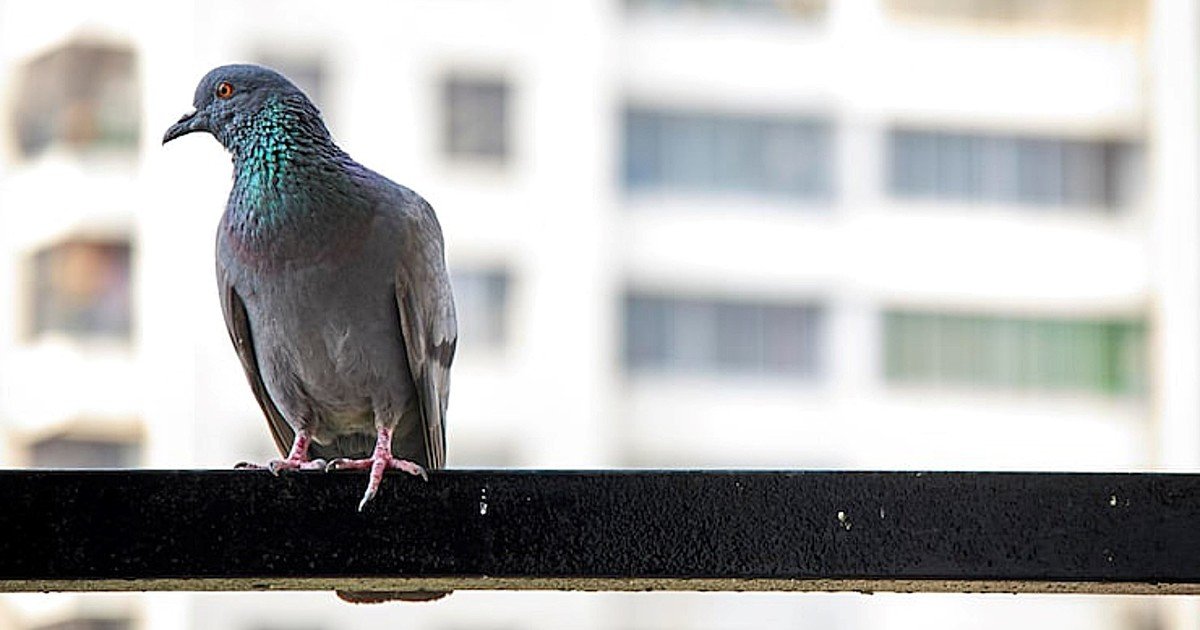 Si escuchas palomas cantar en tu casa o en tu jardín durante el día, te contamos qué significa y por qué es bueno