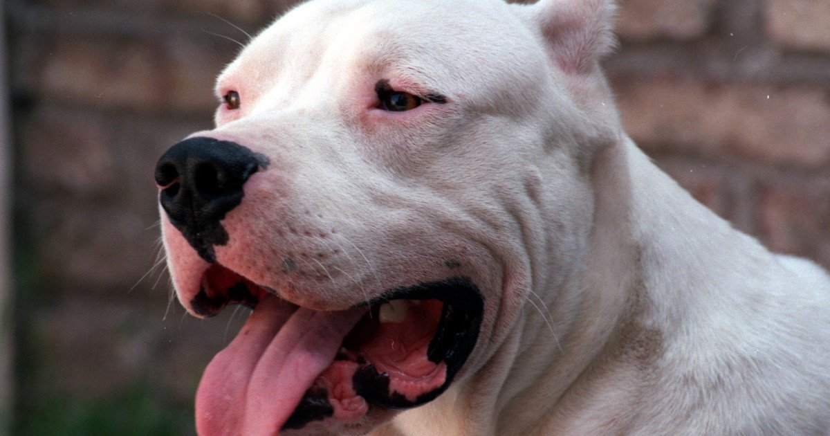 Una mujer fue atacada por dos dogos y debieron reconstruirle un brazo: "No sabía si zafaba"