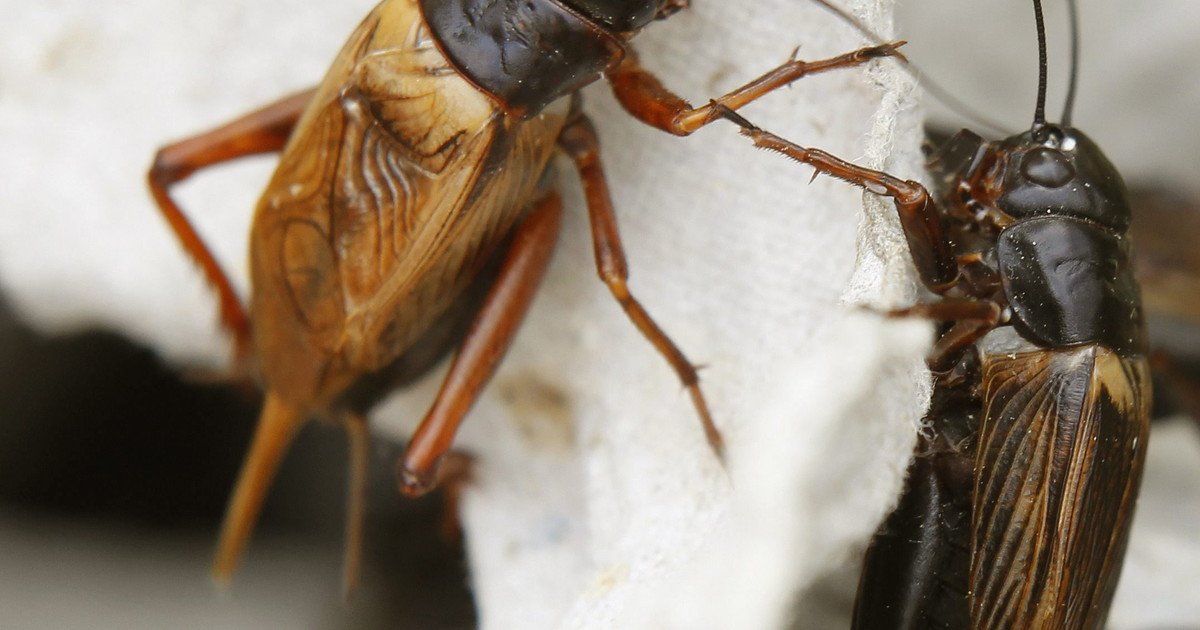 Si escuchas grillos en tu jardín o en tu casa durante la noche, te contamos qué significa y por qué es bueno