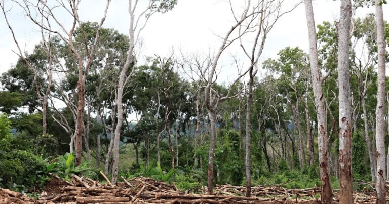 Por qué pintan de blanco los troncos de los árboles y qué beneficio tiene