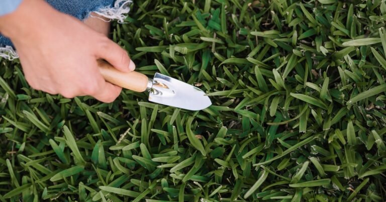 Césped de rápido crecimiento: 8 semillas  que los expertos recomiendan para tenerlo más verde y exuberante cuanto antes