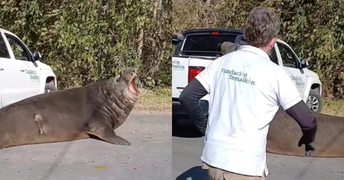 Un elefante marino cortó una calle en Ensenada y causó conmoción entre los vecinos