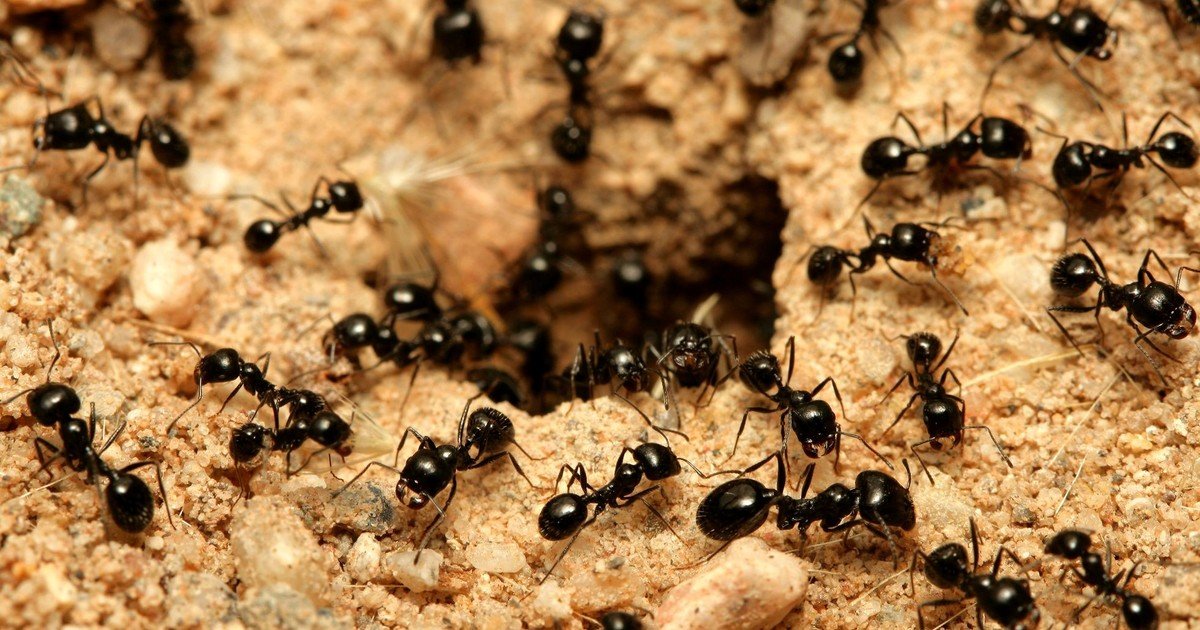 Adiós a los hormigueros en el jardín: las 4 formas de eliminarlos