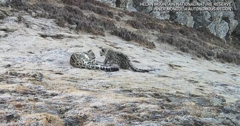 Emocionante momento: el juego entre una leopardo de las nieves y su cría que marca un hito en la naturaleza