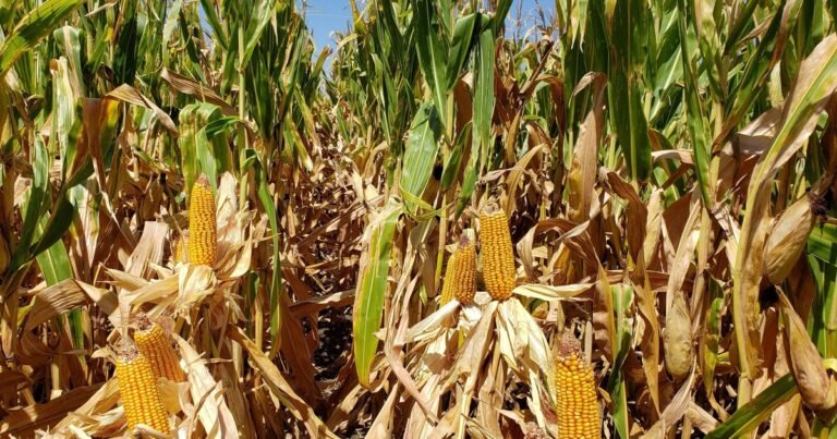Por qué Argentina cosecha sólo la mitad del maíz y la soja que podría cosechar