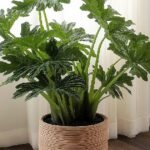 Solo con agua: las 3 plantas ideales para el invierno que casi no necesitan cuidados