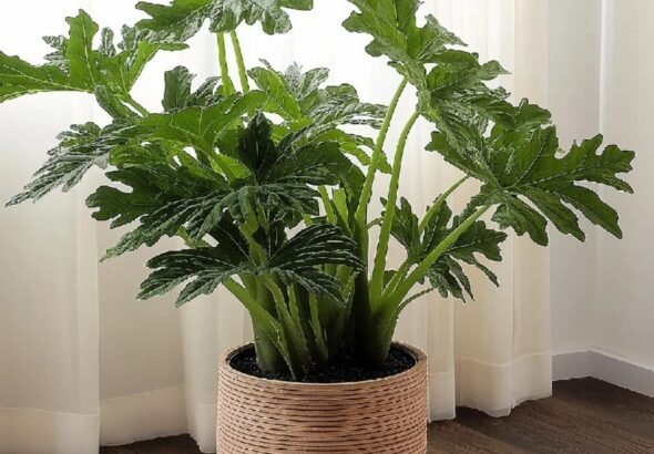 Solo con agua: las 3 plantas ideales para el invierno que casi no necesitan cuidados