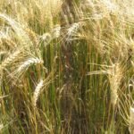 El desafío del trigo ya no es solo rendir, sino también alcanzar calidad