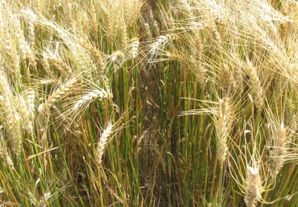 El desafío del trigo ya no es solo rendir, sino también alcanzar calidad