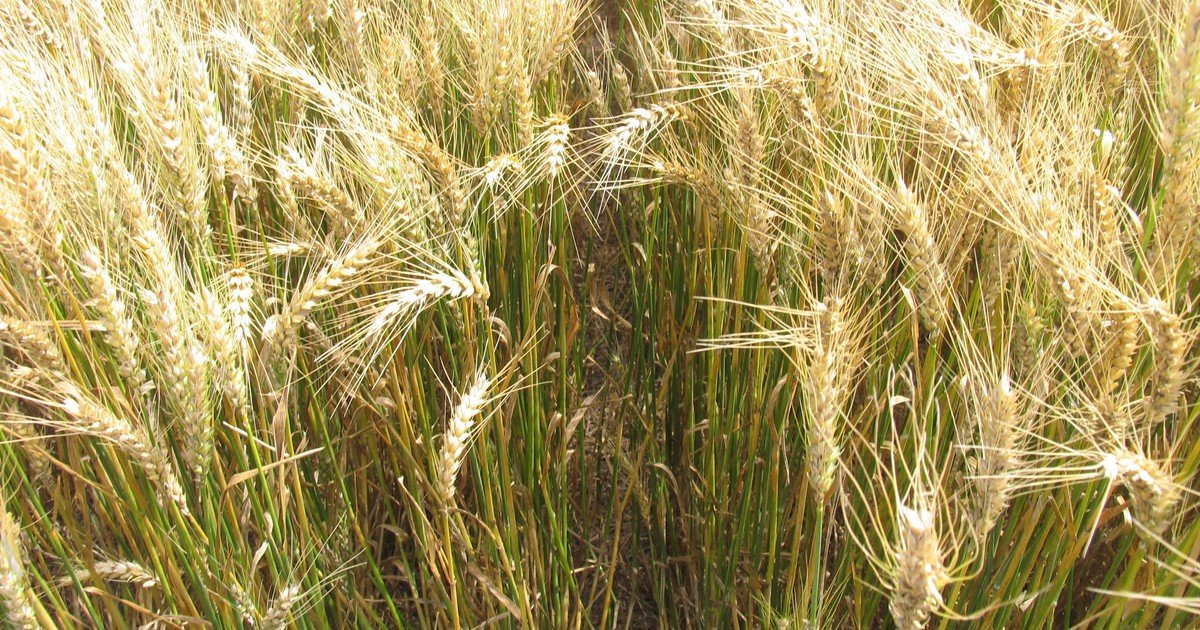 El desafío del trigo ya no es solo rendir, sino también alcanzar calidad
