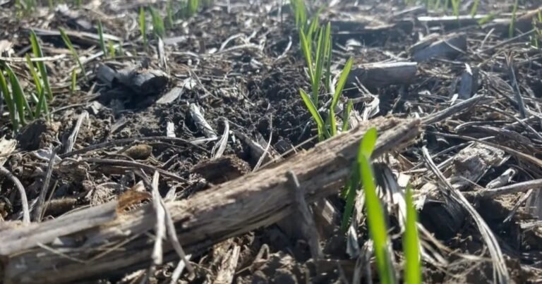 Los desafíos de un cultivo estratégico: en Mar del Plata se midió la vocación triguera