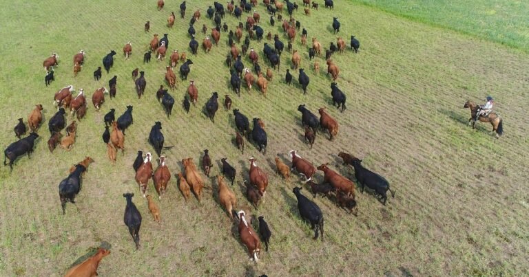 Los investigadores no dan crédito: hallan miles de nuevas especies microbianas en las heces de varios herbívoros de la meseta tibetana